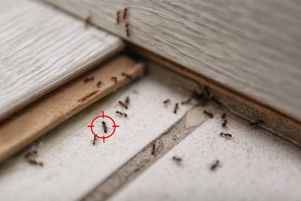 Best Rodent Control Near Me  in Lakeview, CA