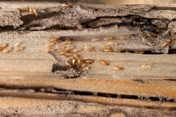 Best Insect Control  in Lakeview, CA