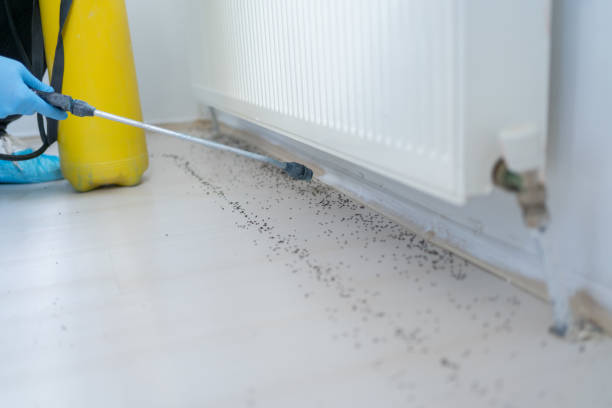 Best Mosquito Control Services  in Lakeview, CA