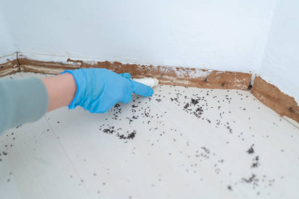 Trusted Lakeview, CA Pest Control Experts